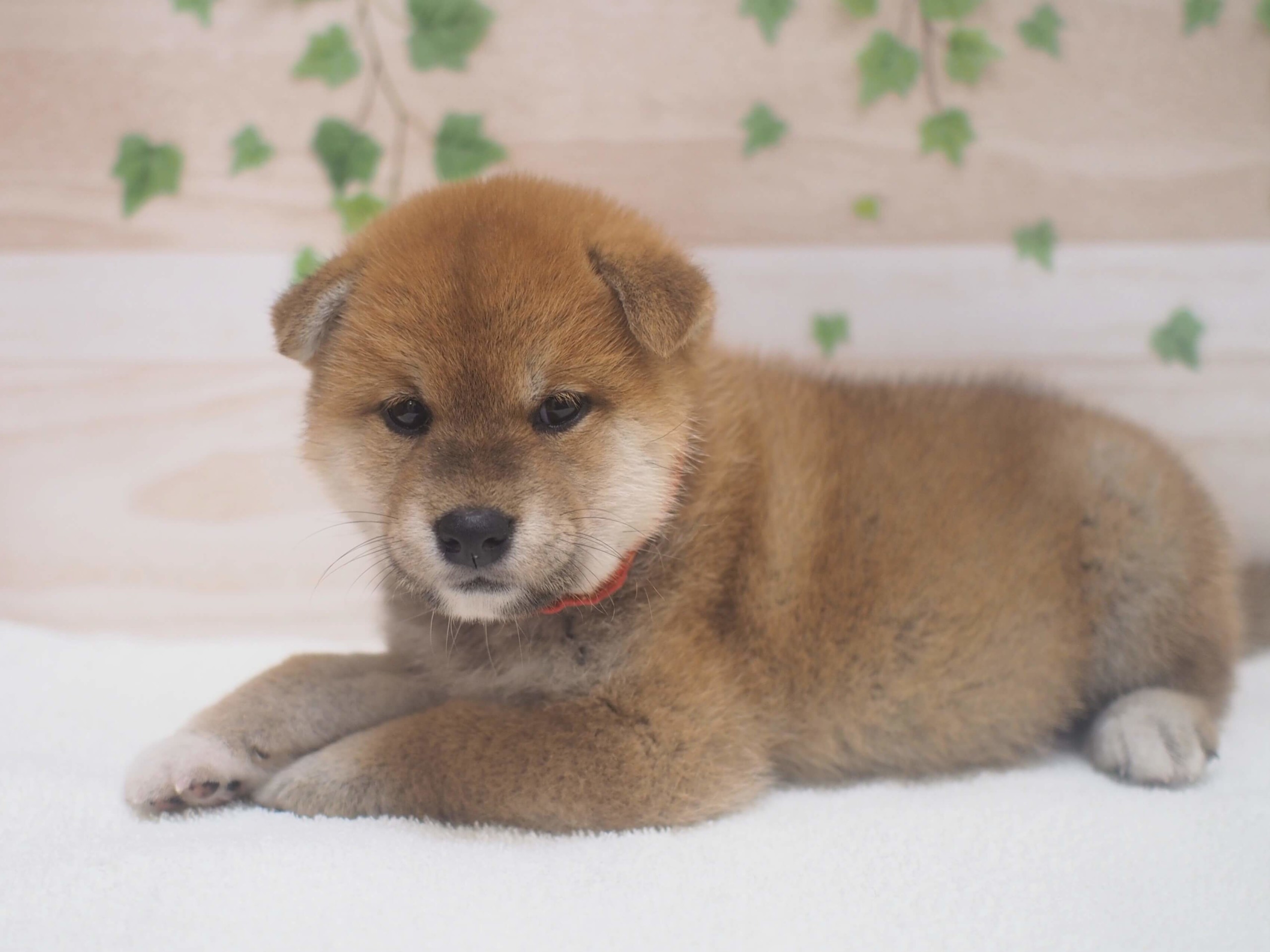 柴犬 わんちゃんの紹介 ペット家族 公式サイト