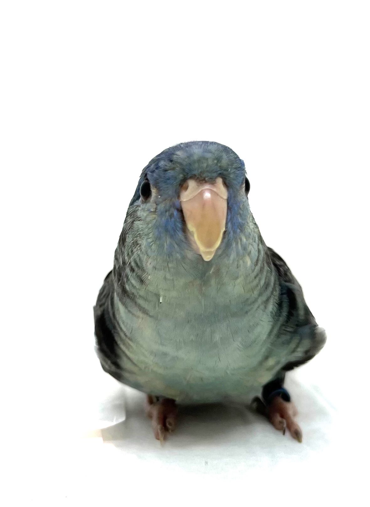 サザナミインコ 22 9 25現在 ご家族が決まりました 小動物の紹介 ペット家族 公式サイト