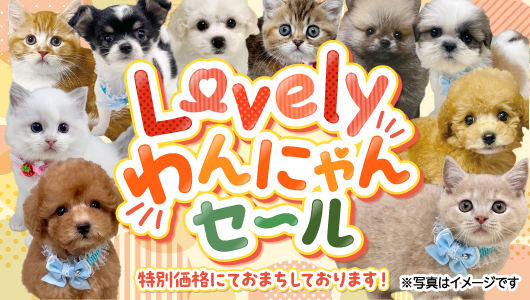 Lovelyわんにゃんセール開催！