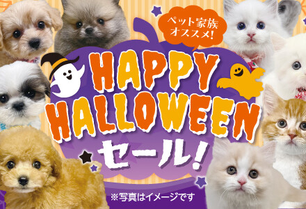 HAPPY HALLOWEENセール！開催